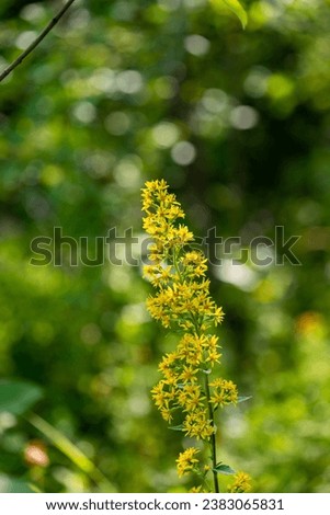 Goldenrod ordinary (Solidago virgaurea). Beautiful yellow flowers on a blurry natural background. Floral desktop background.