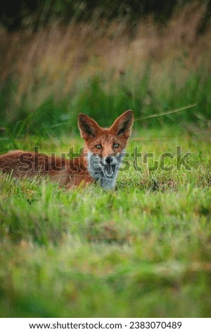 Adorable fox in her habitat in Romania 