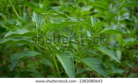 The stems, leaves, and flowers of the medicinal plant, Ocimum × citriodourum, hoary basil, have a unique, pungent aroma, and these parts are also used as ingredients in cooking. Photo close range Royalty-Free Stock Photo #2383080643
