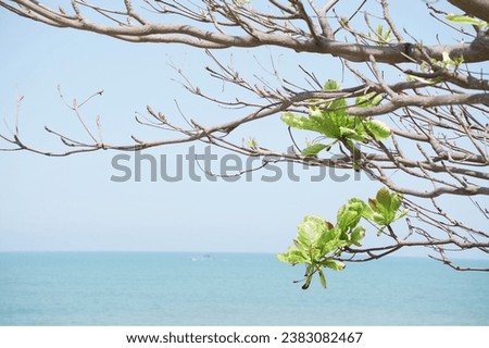 a tree by the sea