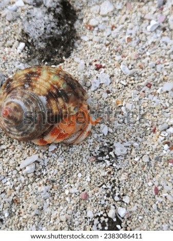 A hermit crab in a striped shell explores a white sandy beach. The shell is colorful. The crab’s orange legs and claws are visible as it walks on the sand. Natural beauty and diversity of marine life.