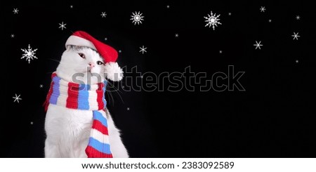 Christmas Cat on a black background. White cat wearing Santa Claus Xmas red cap looks away. Merry Christmas. Greeting card Happy New Year. Cat with Santa hat. Snowflake. Stars. Santa's helper. 