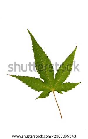 japanese maple leaf, tree on the white background Royalty-Free Stock Photo #2383099543