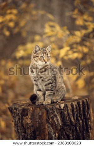 Photo of a striped kitten in the autumn forest.