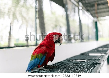 The blue-throated macaw, Colorful macaws