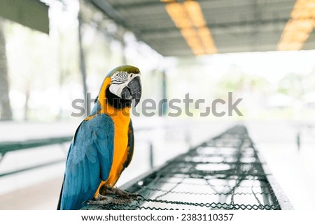 The blue-throated macaw, Colorful macaws Royalty-Free Stock Photo #2383110357