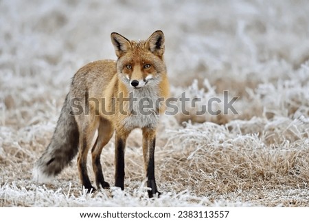 THE RED FOX IN SEARCH OF FOOD