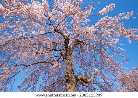Weeping cherry blossoms in Kitakata City, Fukushima Prefecture