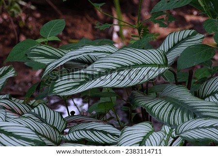 Goeppertia ornata, variously striped, pin-stripe or pin-stripe calathea.It is native to South America and is cultivated in temperate countries as a houseplant. Royalty-Free Stock Photo #2383114711