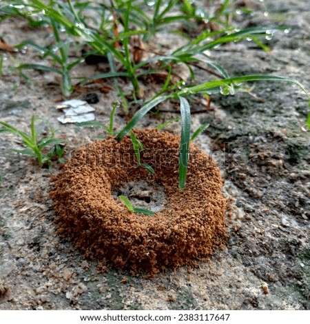 photo of an ant nest on the ground, yellow circle in shape