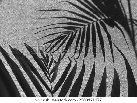 Black and white image of light and shadow of leaves, darkness and light. Palm leaf shape and cement floor