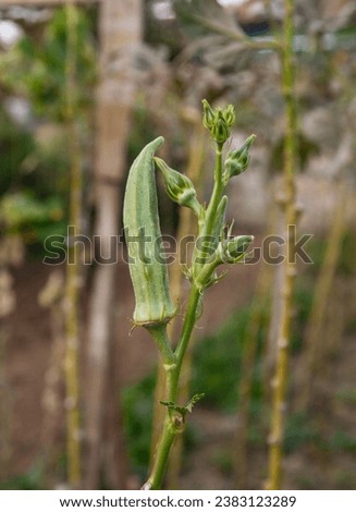Growing okra. Large and small okras on the branch.