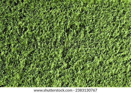 Evergreen texture. Conifer bush background. Fir pattern. Decorative shrub wall. Royalty-Free Stock Photo #2383130767