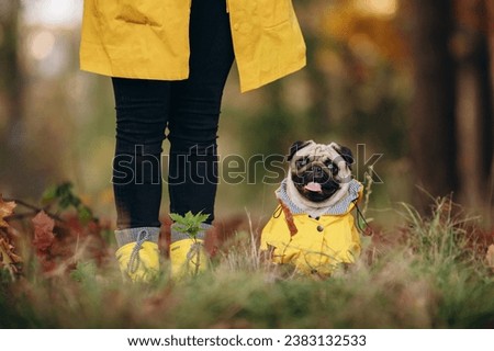 Dog walks with owner. A small pug in a yellow raincoat in the autumn park. A cute puppy sits at the feet of its owner. Close-up.