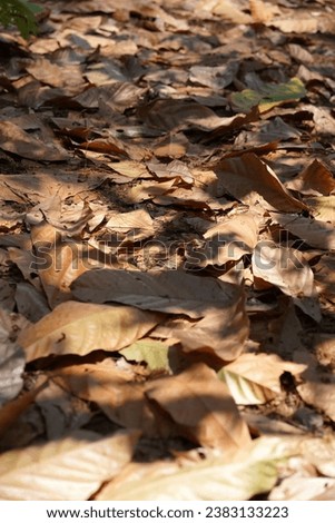 A pile of brown and yellow leaves lying on the ground in Tulungagung, East Java, Indonesia. Nature photo