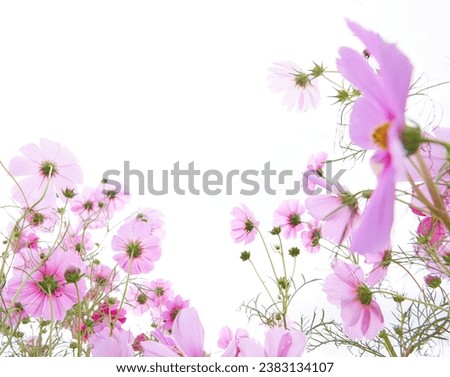 A simple composition of pink cosmos flower on a white background              