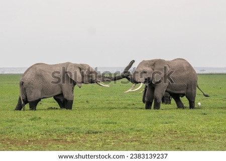African Elephants in Masai Mara, Amboseli, Kenya, Africa