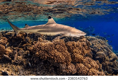 Reef shark swims underwater. Underwater coral reef shark. Shark on coral reef underwater. Underwater shark view