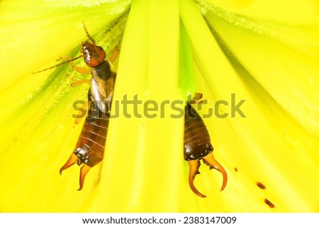 Two earwigs in a yellow flower
