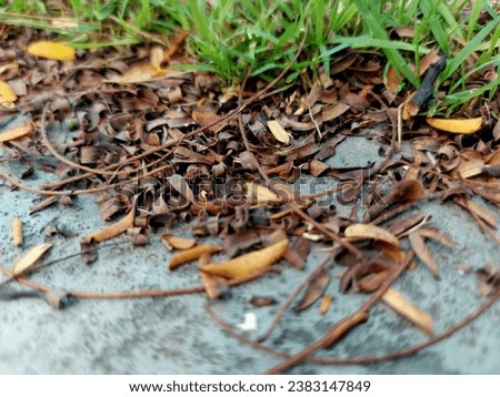 leaf, park, Thailand, picture, weed, grass, tree, garden, plant, nature, first,