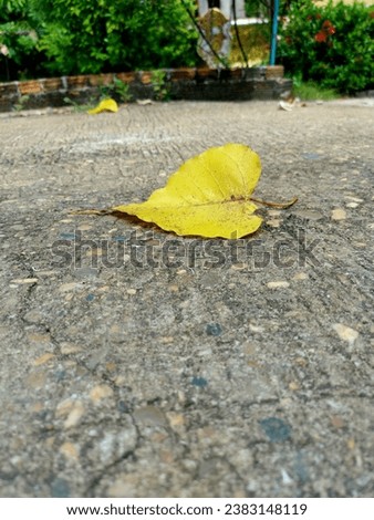 leaf, park, Thailand, picture, weed, grass, tree, garden, plant, nature, first,