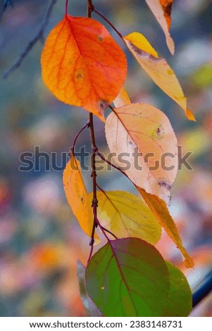 Photo with colorful autumn leaves. 
Background with magical autumn.