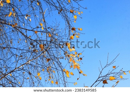  Beautiful birch trees with white birch bark in birch grove with birch leaves in autumn