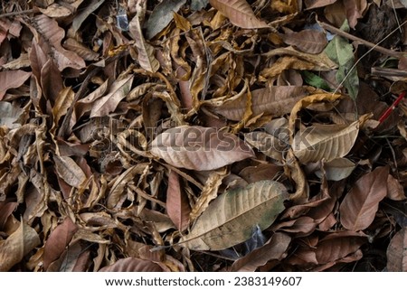 pile of dry brown leaves which will become organic fertilizer to enrich the soil