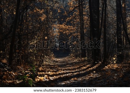 Shadows of trees on a path in an autumn dark forest. Sunlight in autumn dark forest in November.
