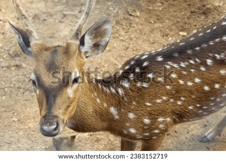 Deer are ruminant mammals belonging to the Cervidae family.