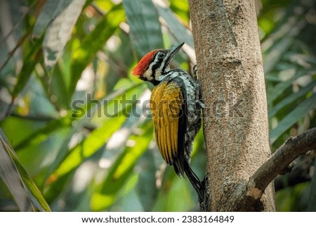 The common flameback (Dinopium javanense), also referred to as the common goldenback
