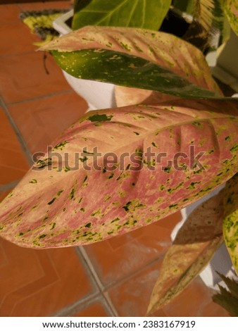 Close up of beautiful leaves of pink Aglaonema (Aglaonema lady valentine)