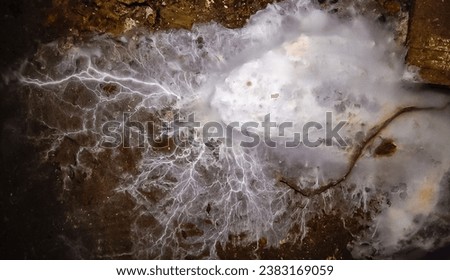 Overgrown colonies of mold fungi Ascomycetes on rotten organic matter in the Odessa catacombs Royalty-Free Stock Photo #2383169059