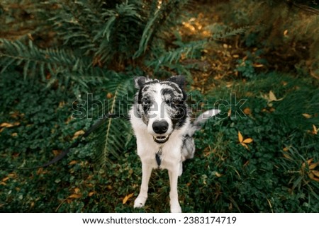 Border Collie. Funny loved border collie dog lookig