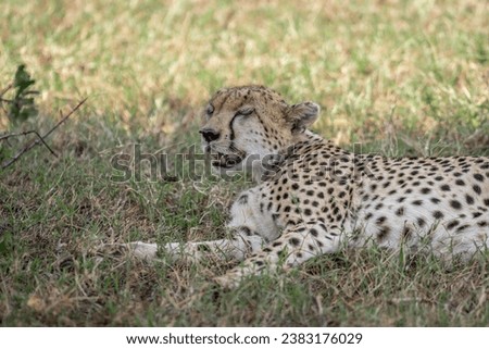 Cheetah in Masai Mara Kenya Africa