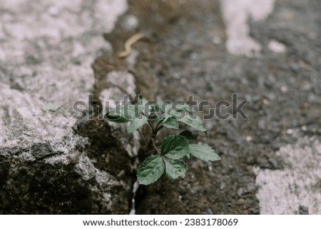 Plant Leaf Nutrient Soil Spring Photography Map With Map Background