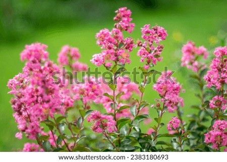 Sonic Bloom Weigela pink bush in spring with soft focus