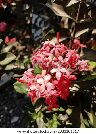 Pink Ixora blooms and is very brightly colored
