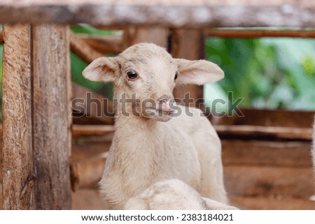 A cute white goat kid