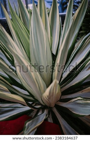 Furcraea gigantea striata is a tropical plant originating from Brazil. Sword-like leaves with pointed tips like thorns. Bright green leaves have elongated lines and are open stacked.