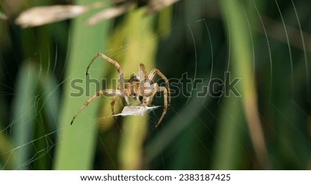 Close up image of a European garden spider sitting on web with blurred background and selective focus. A spider sitting in a garden. Royalty-Free Stock Photo #2383187425