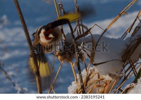 goldfinch bird in winter scenery