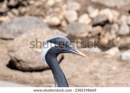 The demoiselle crane (Grus virgo) is a species of crane found in central Eurasia. demoiselle crane (Grus virgo) in a typical breeding ecosystem. Royalty-Free Stock Photo #2383198669