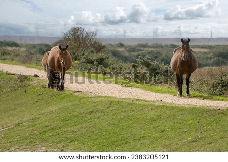 New Forest Ponies on the  Footpath along The Solent Way trail at Lymington Hampshire England 