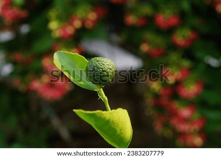 citrus lime fruit on natural background                 