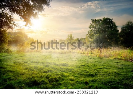 Clearing in the forest in sunny summer morning Royalty-Free Stock Photo #238321219