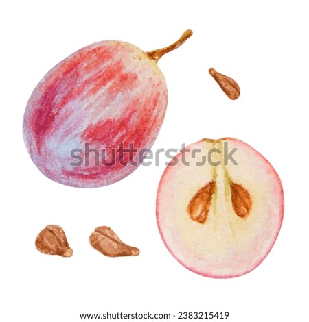 Red grape berry, whole, half, seeds. Watercolor hand drawn illustration. Ingredient in wine, vinegar, juice, cosmetics. Clip art for menu of restaurants, cafes, packaging of farm goods, vegan products