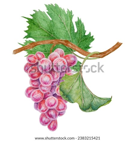 A bunch of dark grapes. Watercolor hand drawn botanical illustration. Ingredient in wine, vinegar, juice, cosmetics. Clip art for menus of restaurants, cafes, packaging of farm goods, vegan products