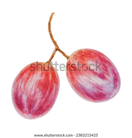 A bunch of red grapes. Watercolor hand drawn botanical illustration. Ingredient in wine, vinegar, juice, cosmetics. Clip art for menus of restaurants, cafes, packaging of farm goods, vegan products