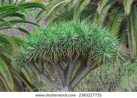 Canary Islands dragon tree, (Dracaena draco), with palm fronds background, in Tenerife, Canary islands Royalty-Free Stock Photo #2383227735